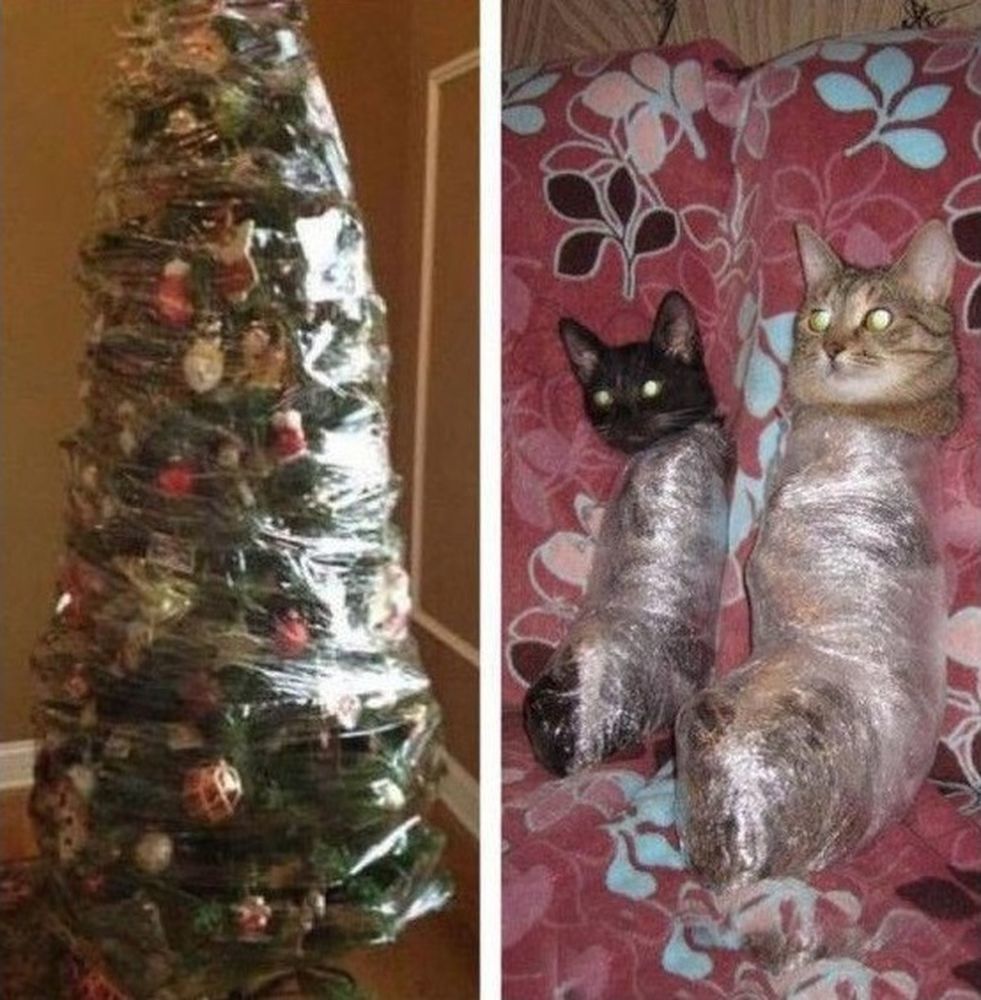 Мемы с котами новогодние