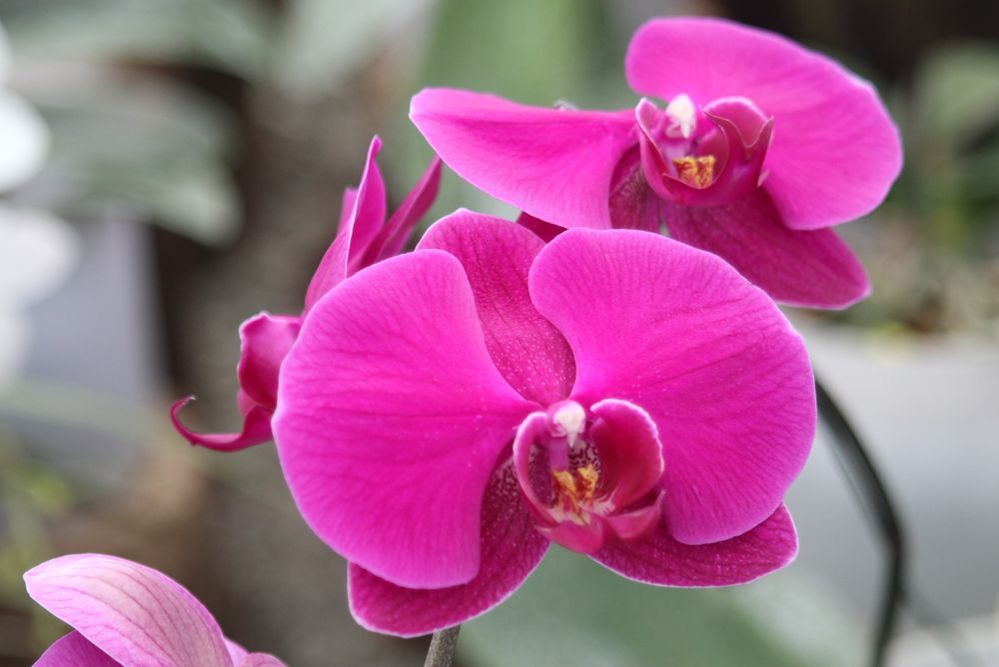 Тропики дома как правильно выбрать орхидеи и ухаживать за ними?, фото № 3