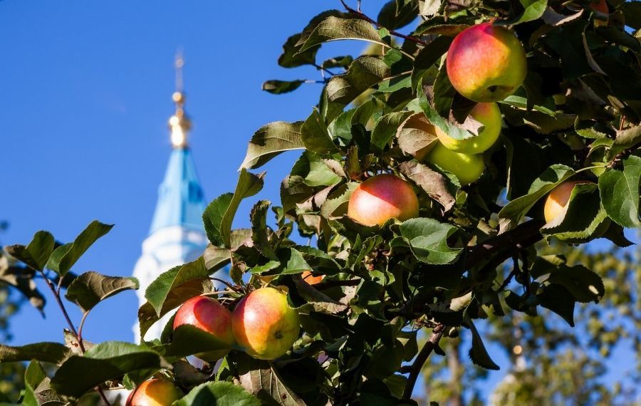 Удивительные яблоневые сады Валаамского монастыря, фото № 4
