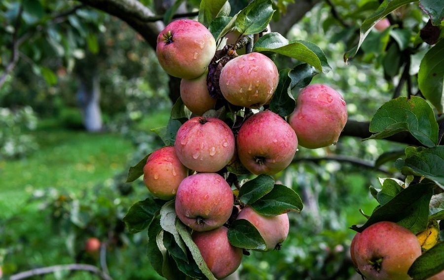 Удивительные яблоневые сады Валаамского монастыря, фото № 3