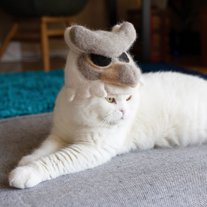 Attention Cats In Hats Japanese Ryo Yamazaki Makes Hats From