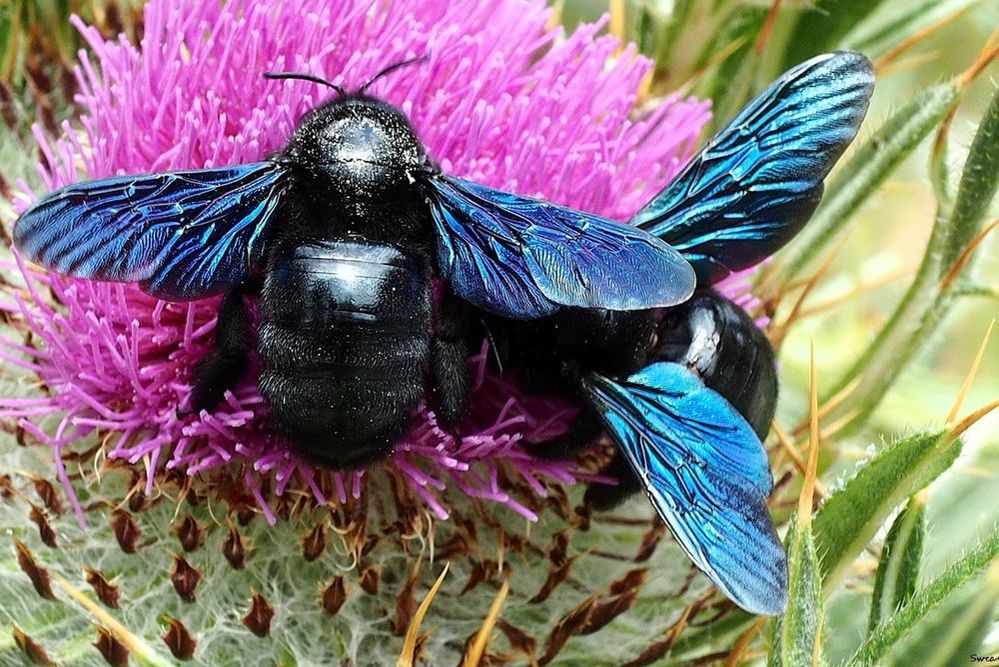 Sphinx Moth Hummingbird moth, Moth, Hawk moth