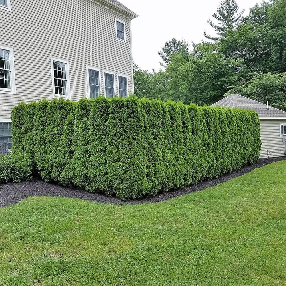 Pourquoi la haie de jardin est-elle toujours en vogue? Garden hedges, Backyard l