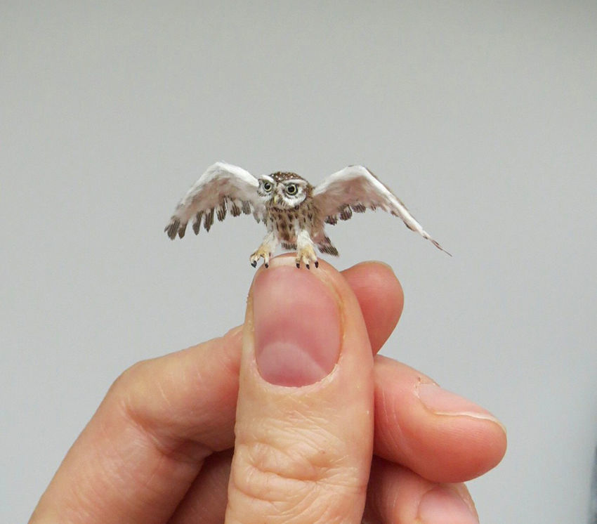 Unbelievable: Tiny Creatures by Fanni Sandor: Ideas & Inspiration в ...