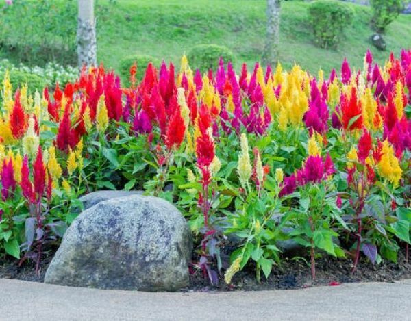 Celosia - zahradní dekorace a sušená květina do kytic, foto č.4
