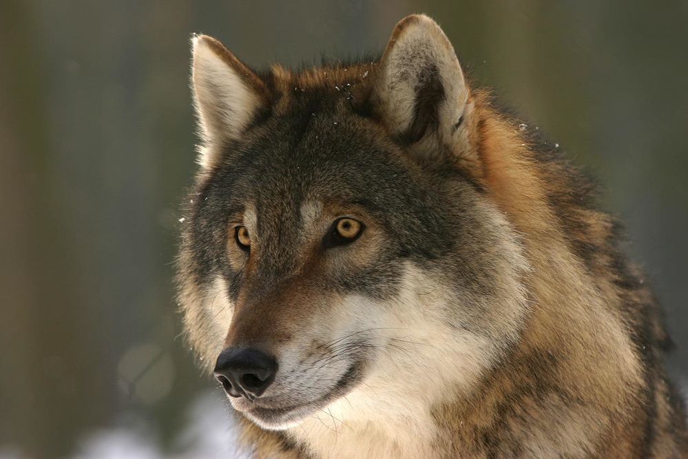 значение волка в жизни человека