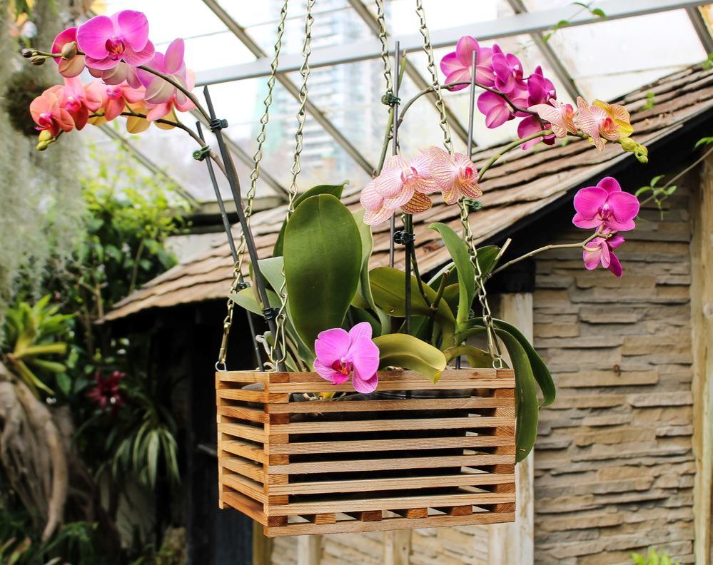 Тропики дома как правильно выбрать орхидеи и ухаживать за ними?, фото № 1