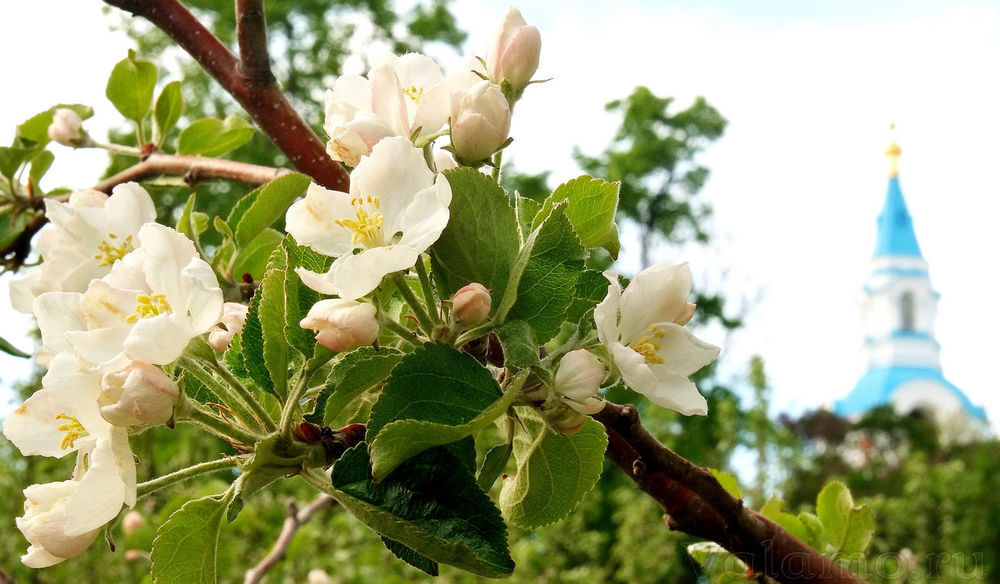 Удивительные яблоневые сады Валаамского монастыря, фото № 6