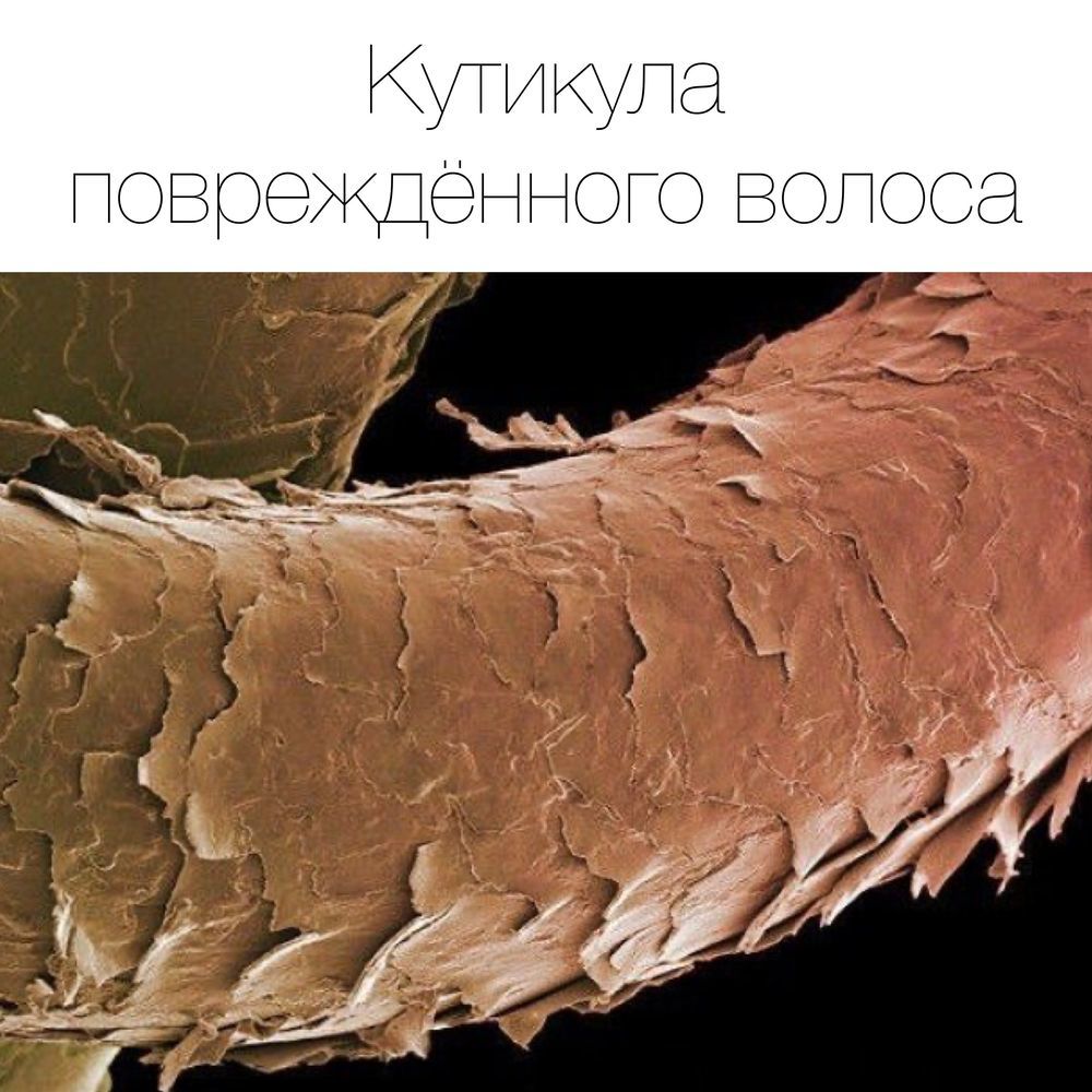 Как устроены наши волосы?: Персональные записи в журнале Ярмарки Мастеров