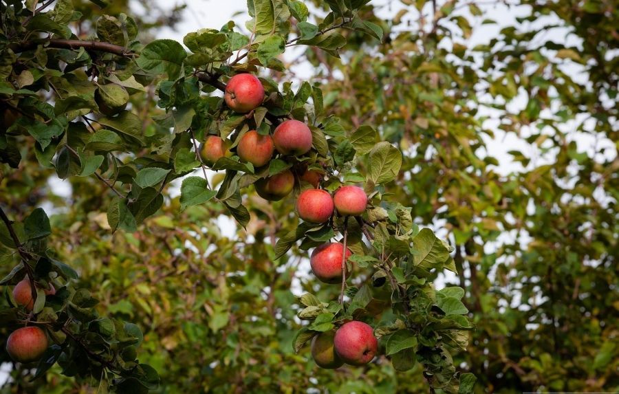 Удивительные яблоневые сады Валаамского монастыря, фото № 7