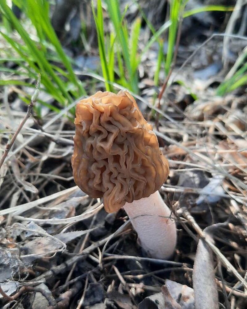 Сморчки и сморчковые шапочки: Персональные записи в журнале Ярмарки Мастеров