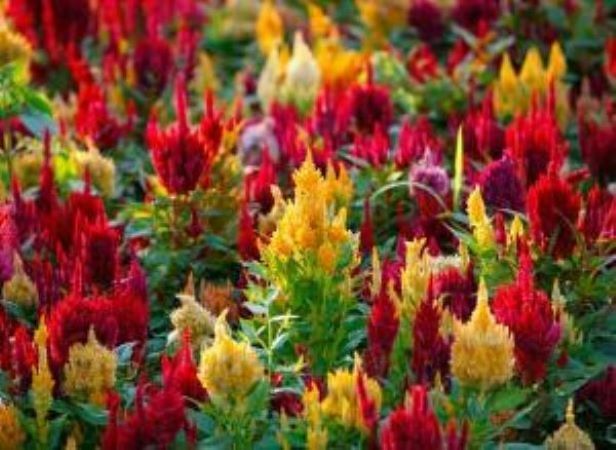 Celosia - zahradní dekorace a sušená květina do kytic, foto č.8