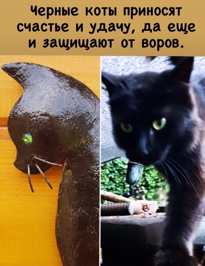 Черные коты приносят удачу и защищают от воров, фото № 4