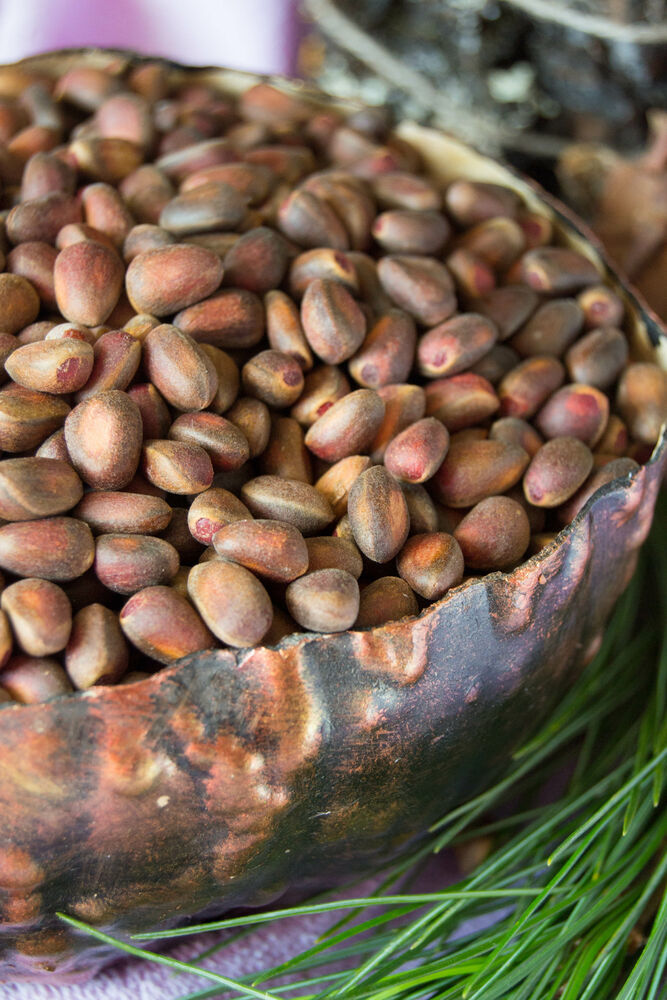 Кедровые орехи — залог сибирского здоровья