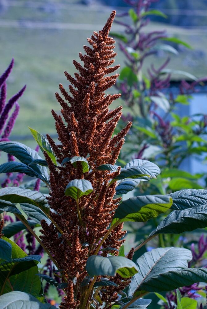 Амарант в мировой истории