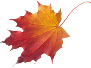 Анонс! Совместная ярмарка  «Времена года- Осень». Ярмарка Мастеров - ручная работа, handmade.