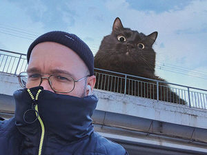 Мужчину из Ростова-на-Дону преследуют гигантские коты, а он и рад: 20+ фото-доказательств. Ярмарка Мастеров - ручная работа, handmade.