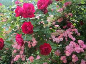 Цветок из конфет – Мега-Роза МК/ Цветы из бумаги своими руками / Роза из бумаги
