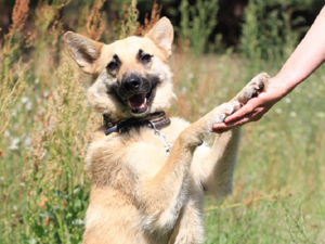 Душевный и солнечный пёс Шарик ищет своего хозяина!!!присмотритесь! Вдруг, это Вы!!!. Ярмарка Мастеров - ручная работа, handmade.