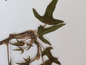 Веточки плюща. Плоская сушка – статья о рукоделии и творчестве