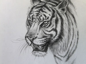 Как нарисовать тигра пошаговая инструкция для детей и взрослых, рисуем символ года