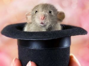 Одежда для крыс — издевательство?