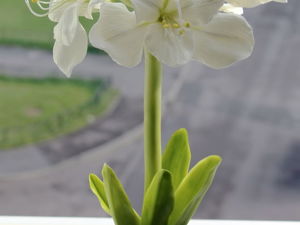 Необычные цветы для Учителя!!!. Ярмарка Мастеров - ручная работа, handmade.