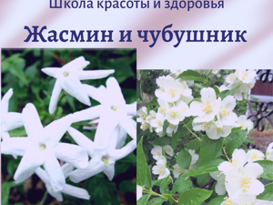 Полив и влажность грунта