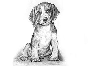 Видео мастер-класс: рисуем щенка карандашом: Мастер-Классы в журнале Ярмарки Мастеров