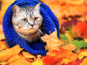 Завершен! Совместный аукцион «Осенний марафон»!. Ярмарка Мастеров - ручная работа, handmade.