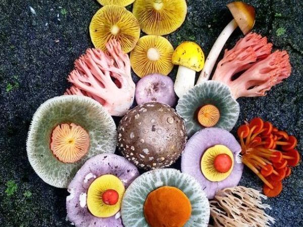 Магия природы: волшебные миры Джил Блисс | Ярмарка Мастеров - ручная работа, handmade