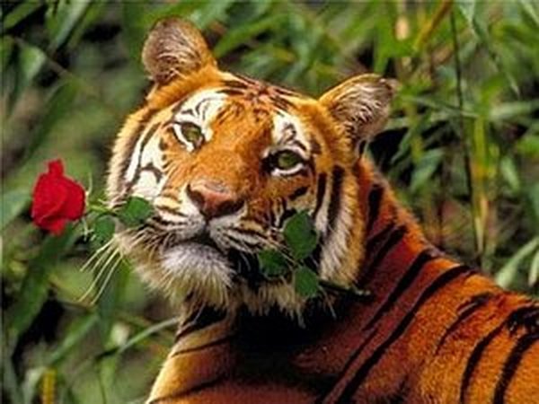 УРА! Коллекция