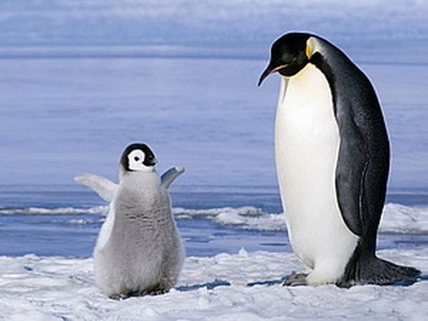 20 интересных фактов о пингвинах | Ярмарка Мастеров - ручная работа, handmade