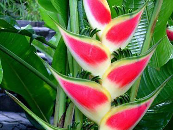 Эти прекрасные тропические цветы | Ярмарка Мастеров - ручная работа, handmade