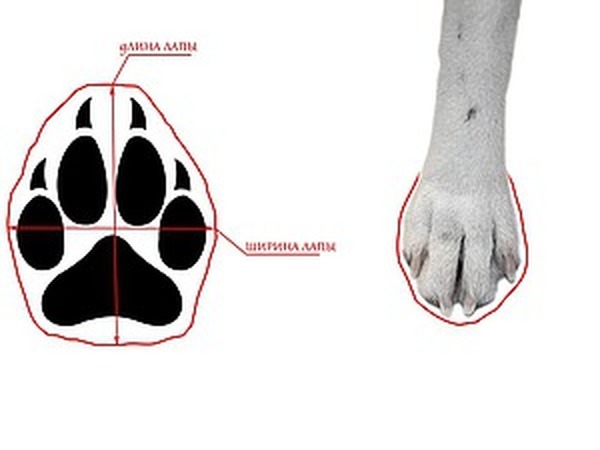 Как правильно определить размер обуви вашей собаки: Персональные записи в  журнале Ярмарки Мастеров