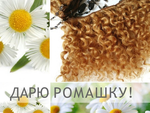 Кто хочет Ромашку?23,06 | Ярмарка Мастеров - ручная работа, handmade