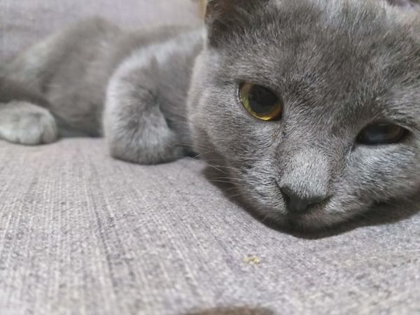 Взяла вторую кошку из приюта, она больна. Сбор закрыт! Спасибо всем! | Ярмарка Мастеров - ручная работа, handmade