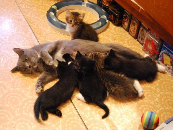 В Новый Год с...котом) Котята добрым людям!!! | Ярмарка Мастеров - ручная работа, handmade