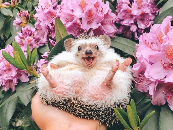 This Hedgehog's Life Is More Interesting Than Mine: Meet Cheerful Animal Named Herbee | Livemaster - handmade