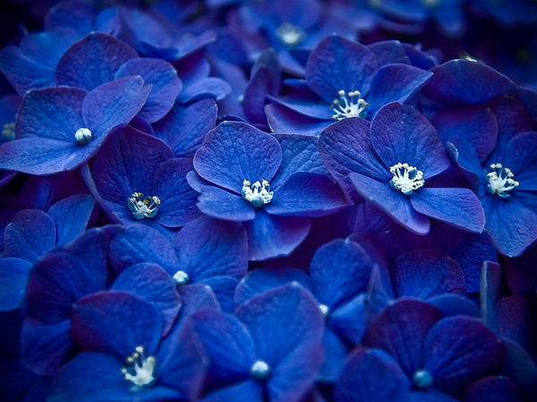Синие цветы: 20 растений необычных оттенков, которые подойдут для клумбы