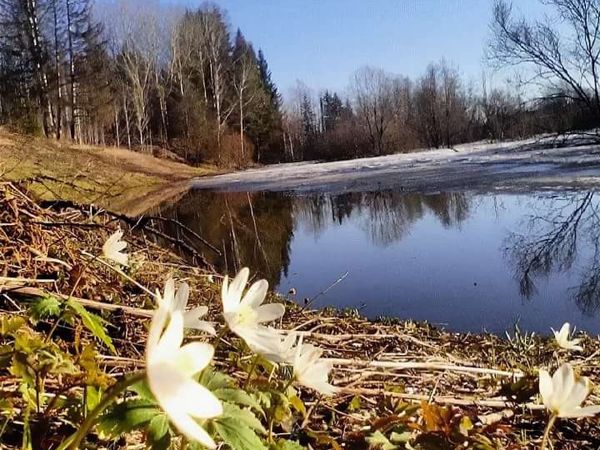 Доброе утро картинки с природой весенней