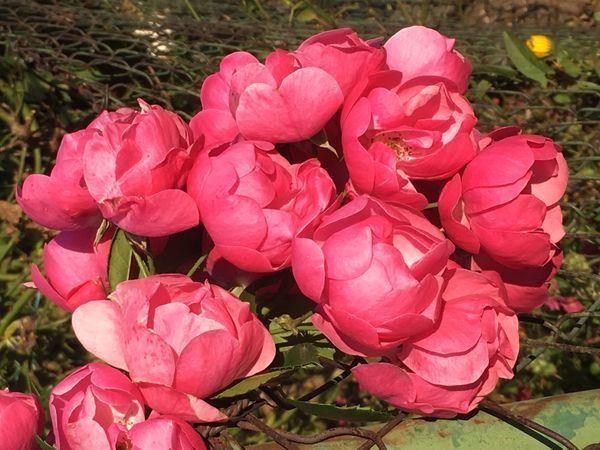 Россыпь тюльпанов, как миллион алых роз в индивидуальном заказе! | Ярмарка Мастеров - ручная работа, handmade