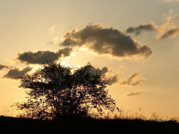 варенье | Ярмарка Мастеров - ручная работа, handmade