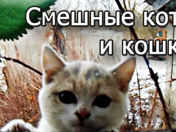 Смешные кошек до слез