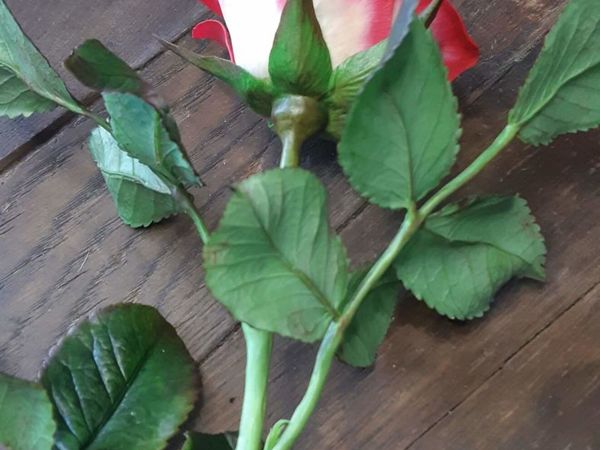 Роза из холодного фарфора | Ярмарка Мастеров - ручная работа, handmade