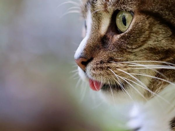 На столе котовасия ответы