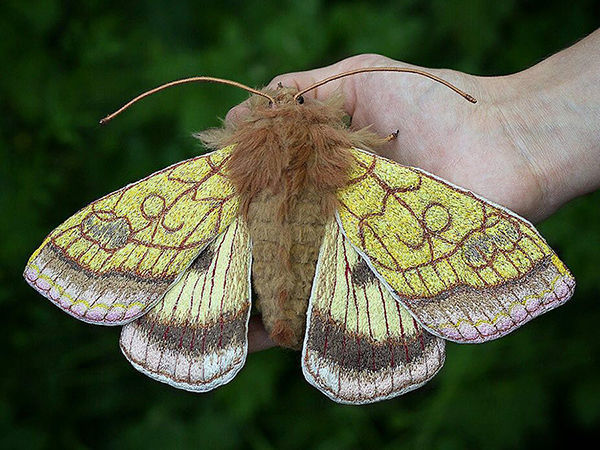 Butterfly Catcher: Frighteningly Realistic, Eye-Catching Insects by Emily Yeadon | Livemaster - handmade