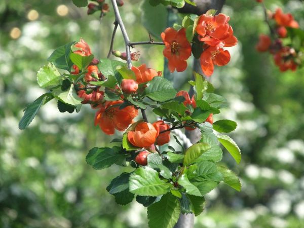 Природа как основной источник вдохновения! | Ярмарка Мастеров - ручная работа, handmade