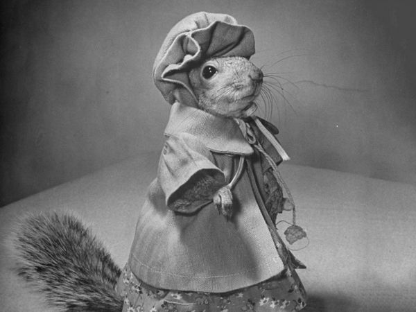 Its Outfits Will Make Any Fashionista Jealous! 15 Photos Of The First Squirrel Model | Livemaster - handmade