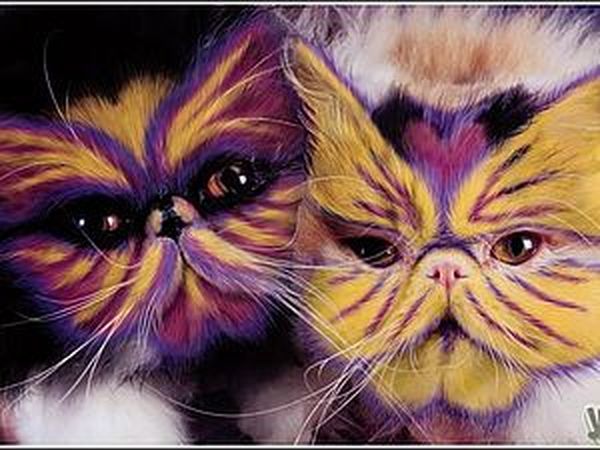 Зачем красить кошек?: Занимательные истории в журнале Ярмарки Мастеров
